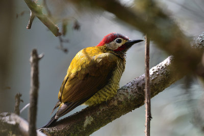 Crimson - mantled Woodpecker