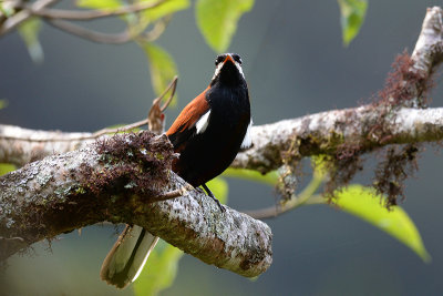 White-eared Solitaire