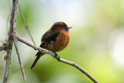 Cinnamon Flycatcher