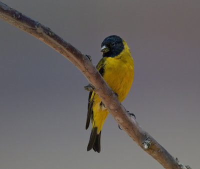 Hooded Siskin