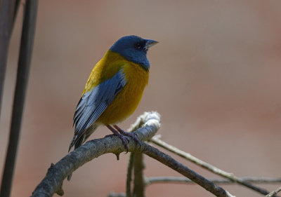 Blue-and-Yellow Tanager