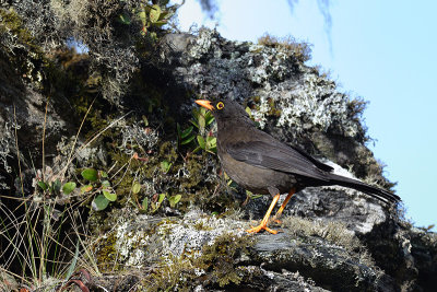 Glossy-black Thrush