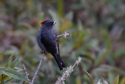 Red-crested Cotinga