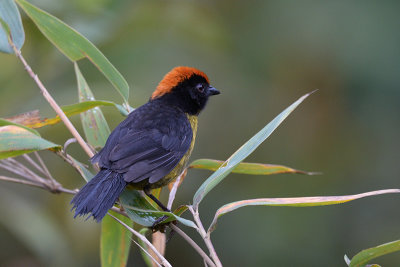 Yellow-breasted Brush-finch