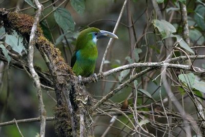 Blue-banded Toucanet