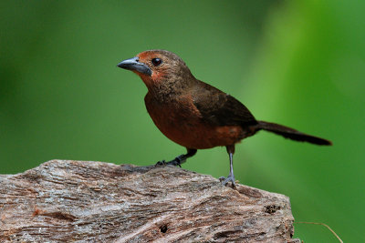 Silver-beaked Tanager - female 