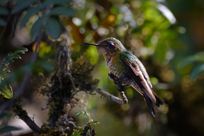Tyrian Metaltail - female