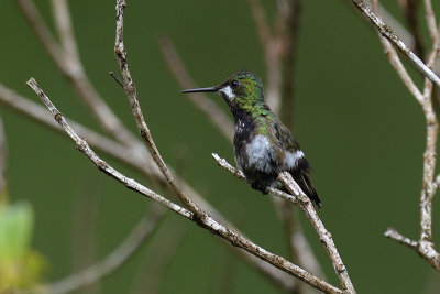 Wire-crested Thorntail - female