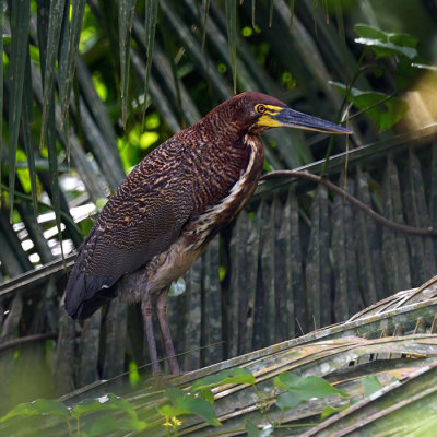 Fasciated Tiger-heron