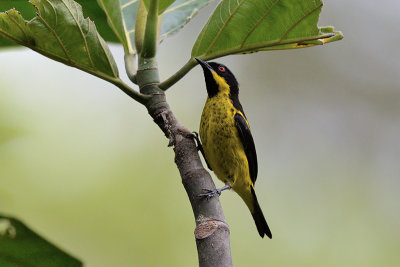 Yellow-bellied Dacnis