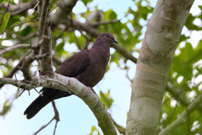 Ruddy Pigeon