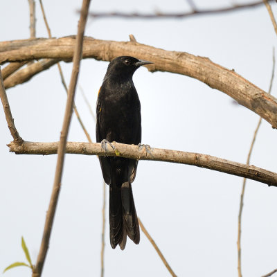 Epaulet Oriole