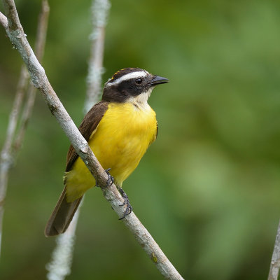 Social-flycatcher