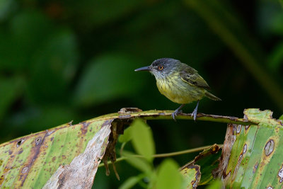 Spotted Tody-flycatcher