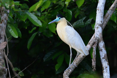 Capped Heron