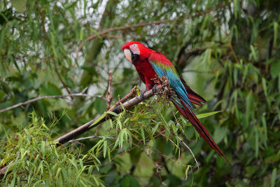 Red and Green-macaw