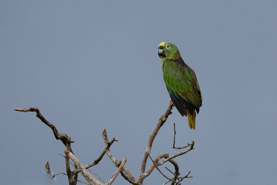 Yellow-crowned Parrot