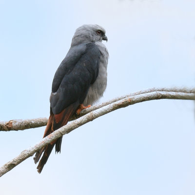 Plumbeous Kite