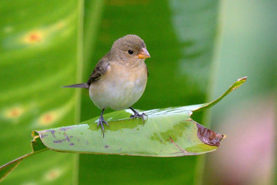 Double-collared Seedeater - female