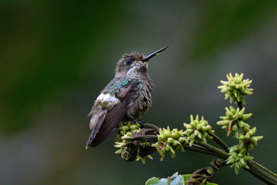 Festive Coquette - female 