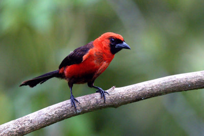 Masked-crimson Tanager