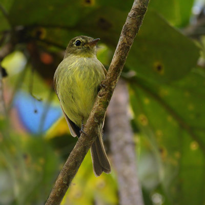 Roraiman Flycatcher ??