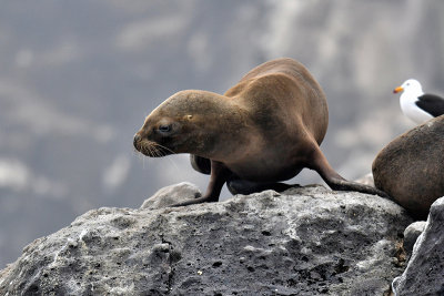 Seal Lion - Peru