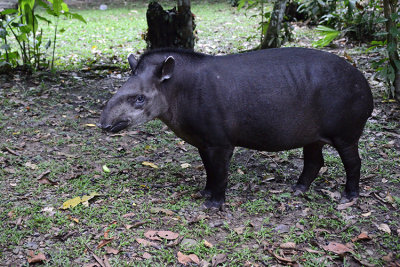 Tapir - Peru