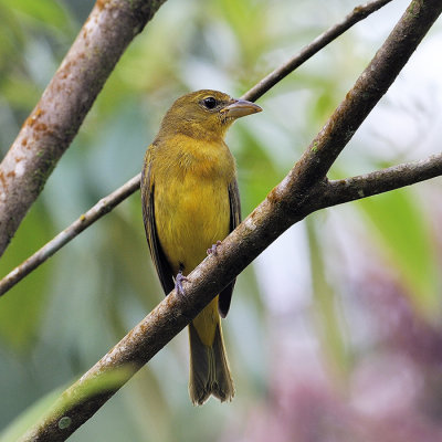 Summer Tanager - female ?