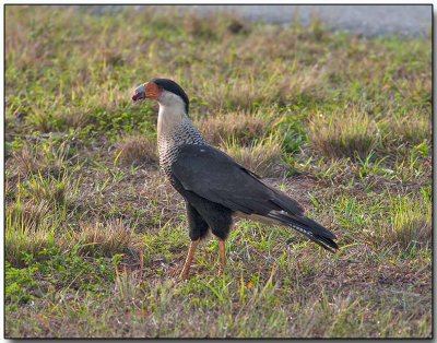 Northern Caracara - with lunch