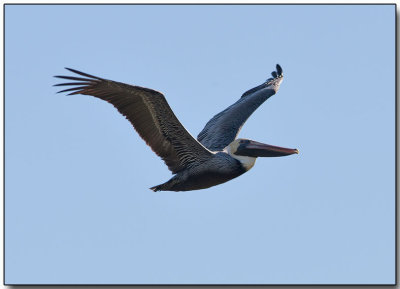 Brown Pelican