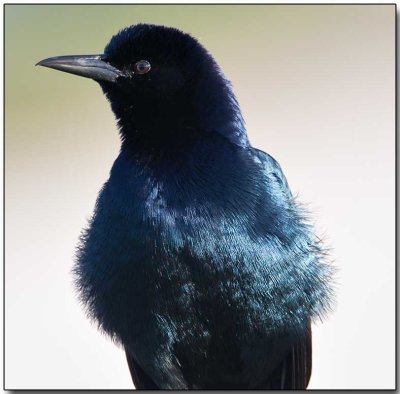 Boat-tailed Grackle