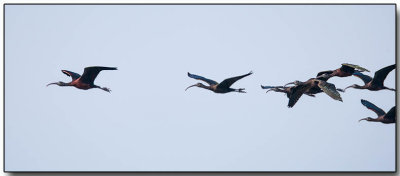 Glossy Ibis - follow the leader