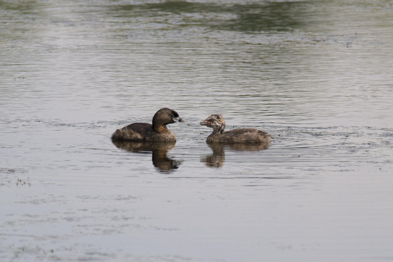 Grbe  bec bigarr Pied-billed Grebe