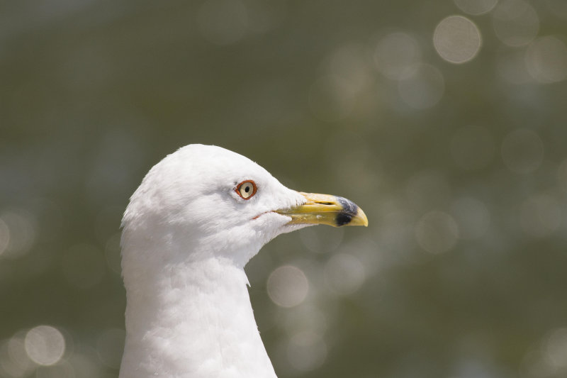 Goland  bec cercl Ring-billed Gull