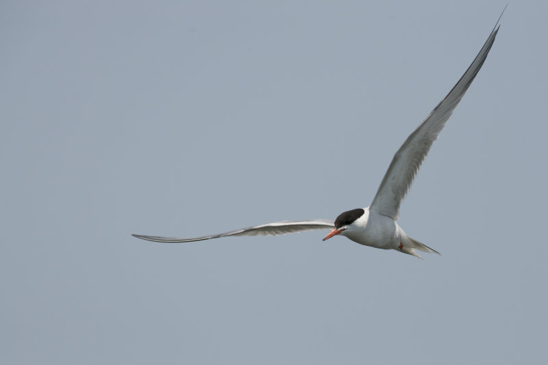 Sterne Pierregarin Common Tern