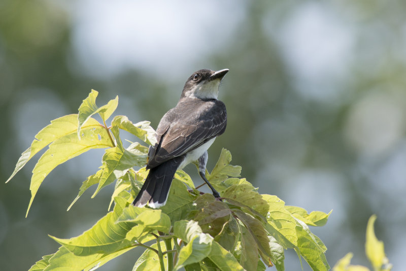 Tyran tritri Eastern Kingbird