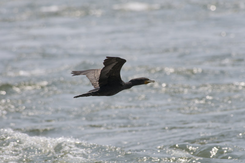 Cormoran  aigrettes Double-crested Cormorant