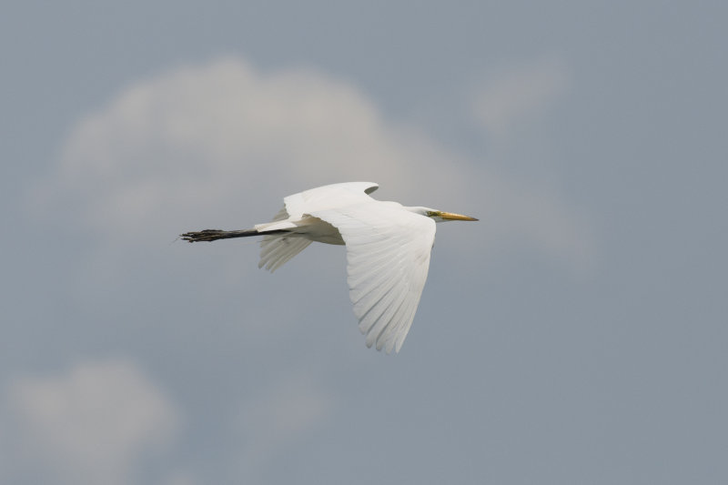 Grande Aigrette Great Egret
