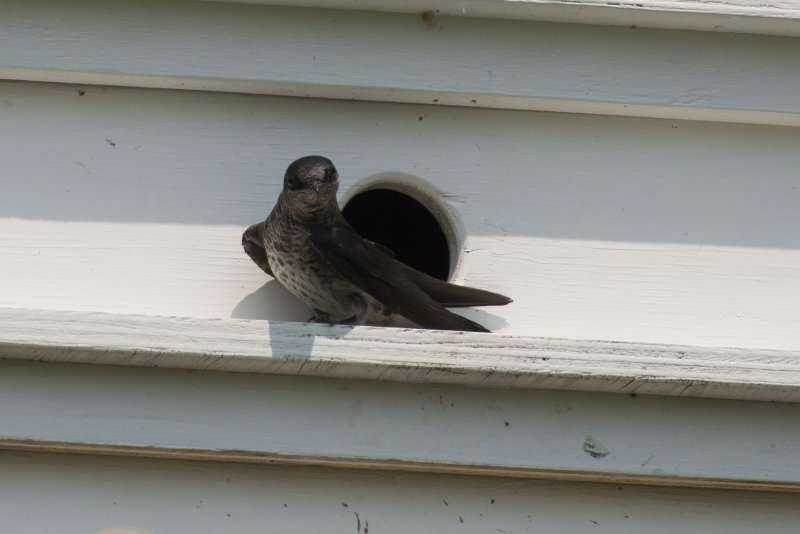 Hirondelle noire Purple Martin