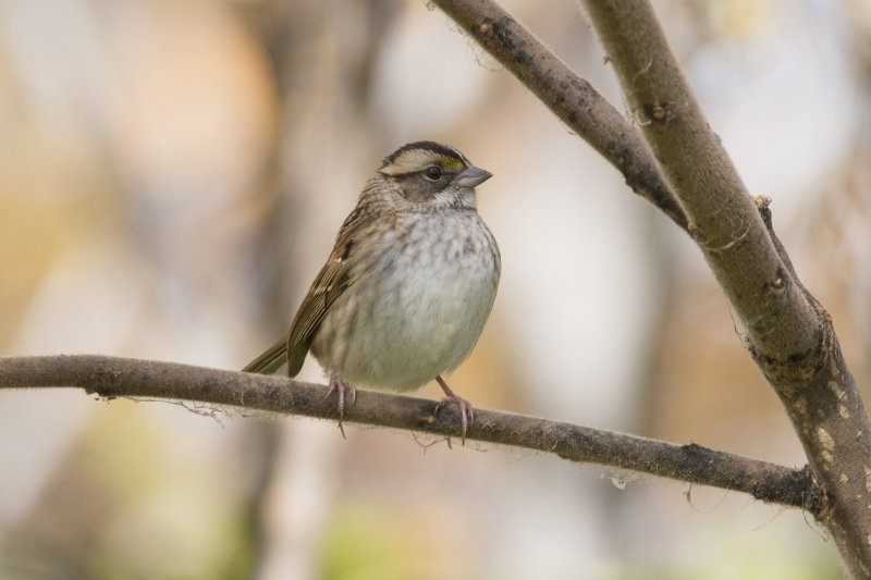 Bruant  gorge blanche White-throated Sparrow