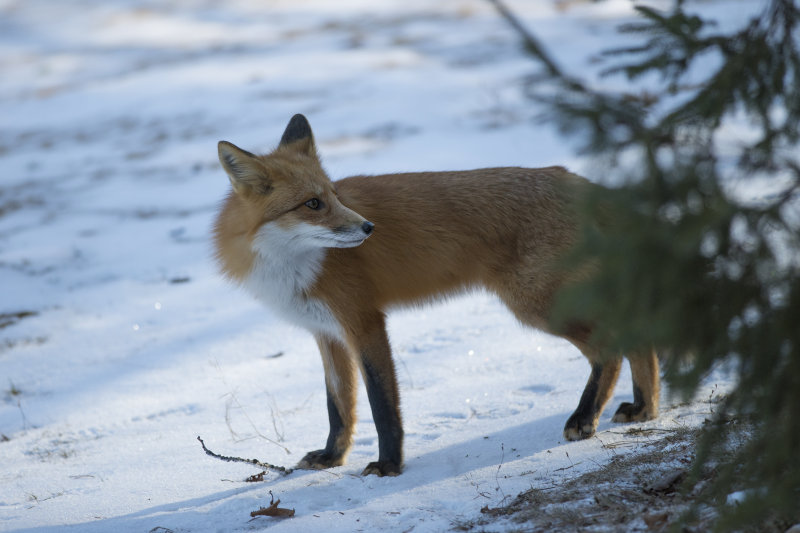 Renard roux Red Fox