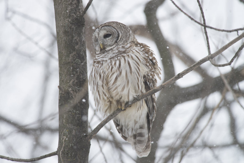 Chouette raye Barred Owl