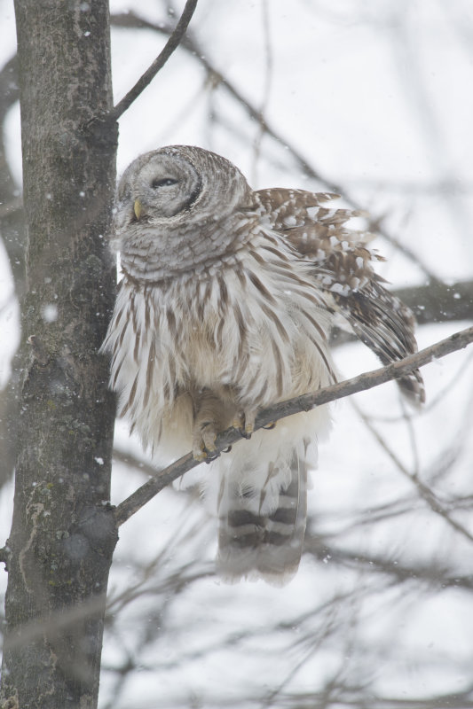 Chouette raye Barred Owl