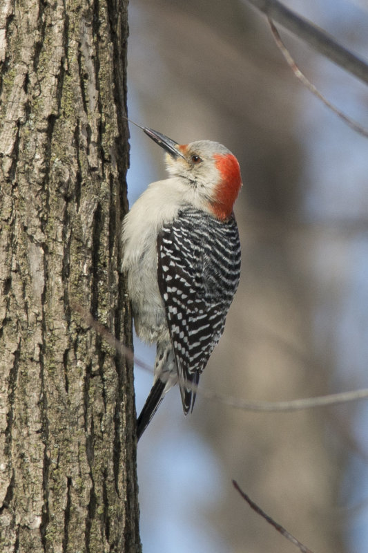 Pic  ventre roux Red-bellied Woodpecker