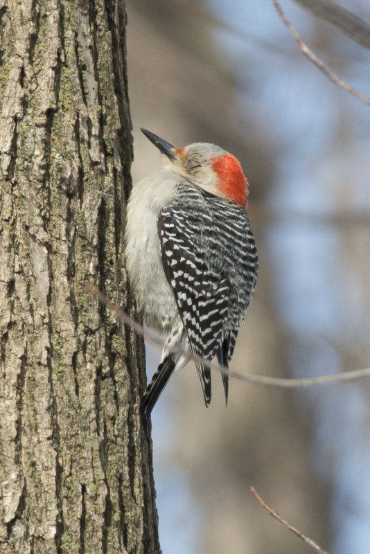 Pic  ventre roux Red-bellied Woodpecker