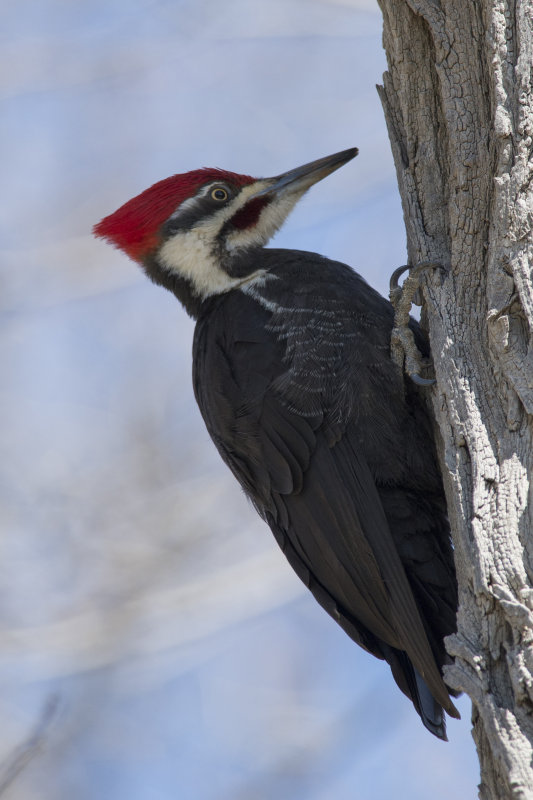 Grand Pic Pileated Woodpecker