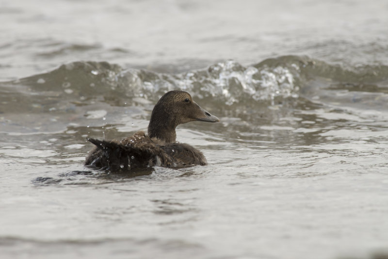 Eider  duvet Common Eider