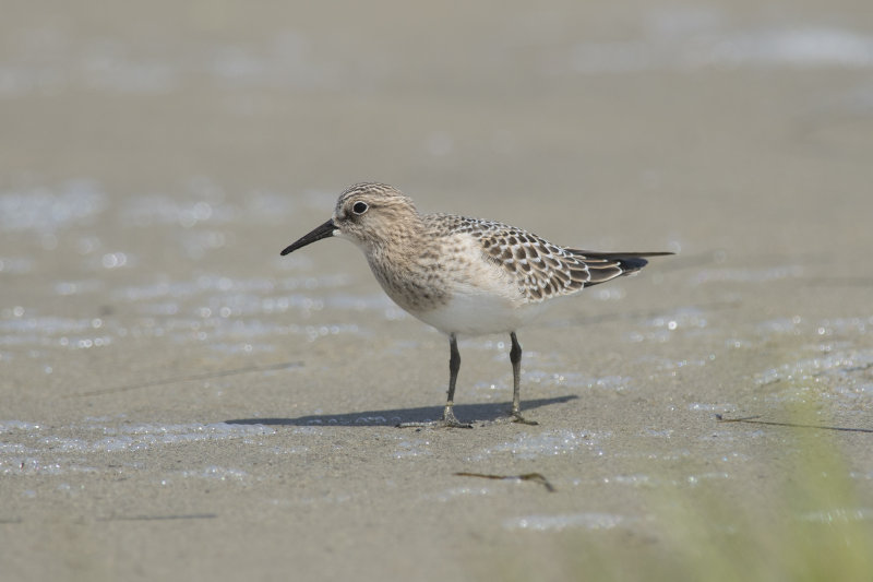 Bcasseau de Baird Bairds Sandpiper