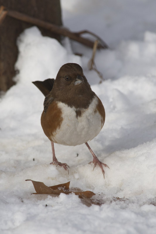 Tohi  flanc roux Eastern Towhee